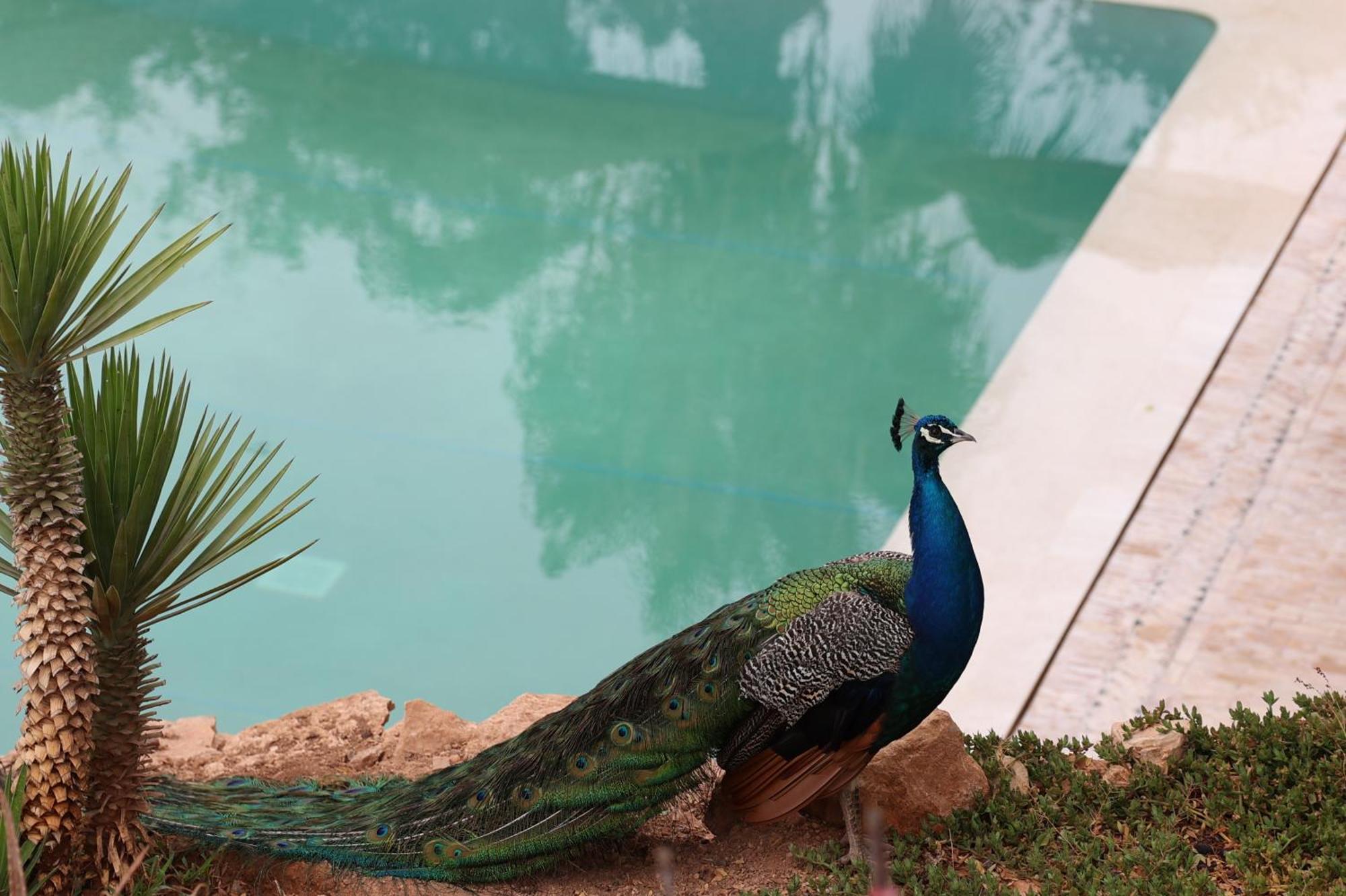 Paradis Nomade Azrarag Luaran gambar
